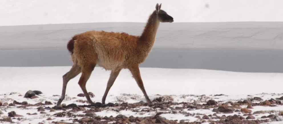 Guanaco