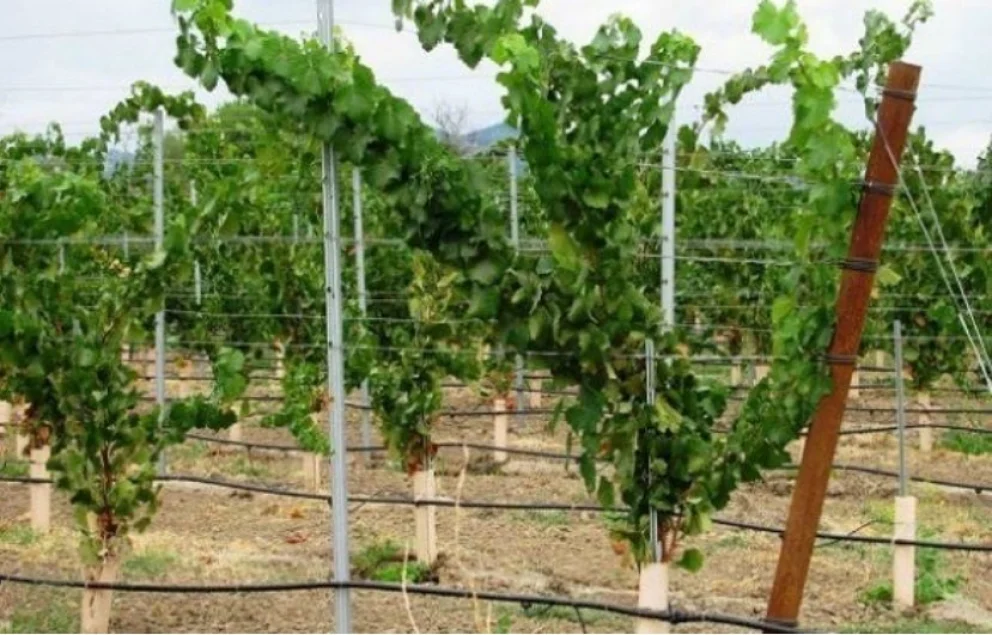 viñedos