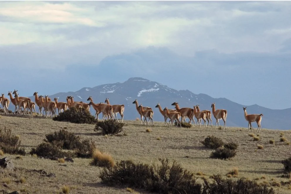 La población de guanacos en Santa Cruz está "fuera de control"