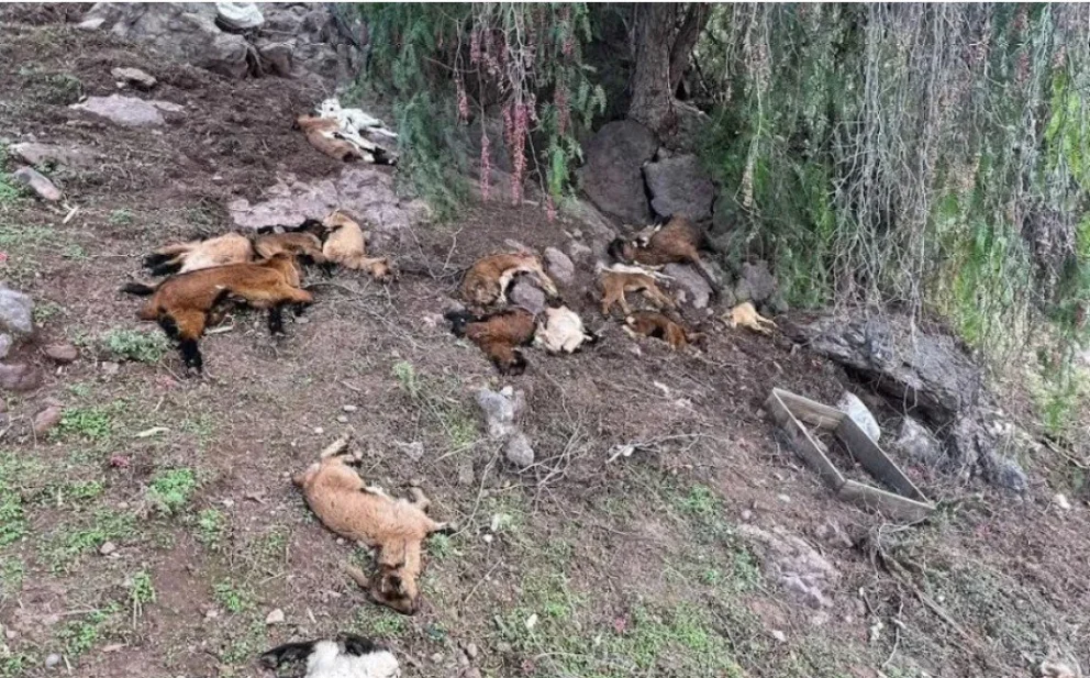 Parte del panorama del lado chileno. Alli los crianceros piden ayuda.